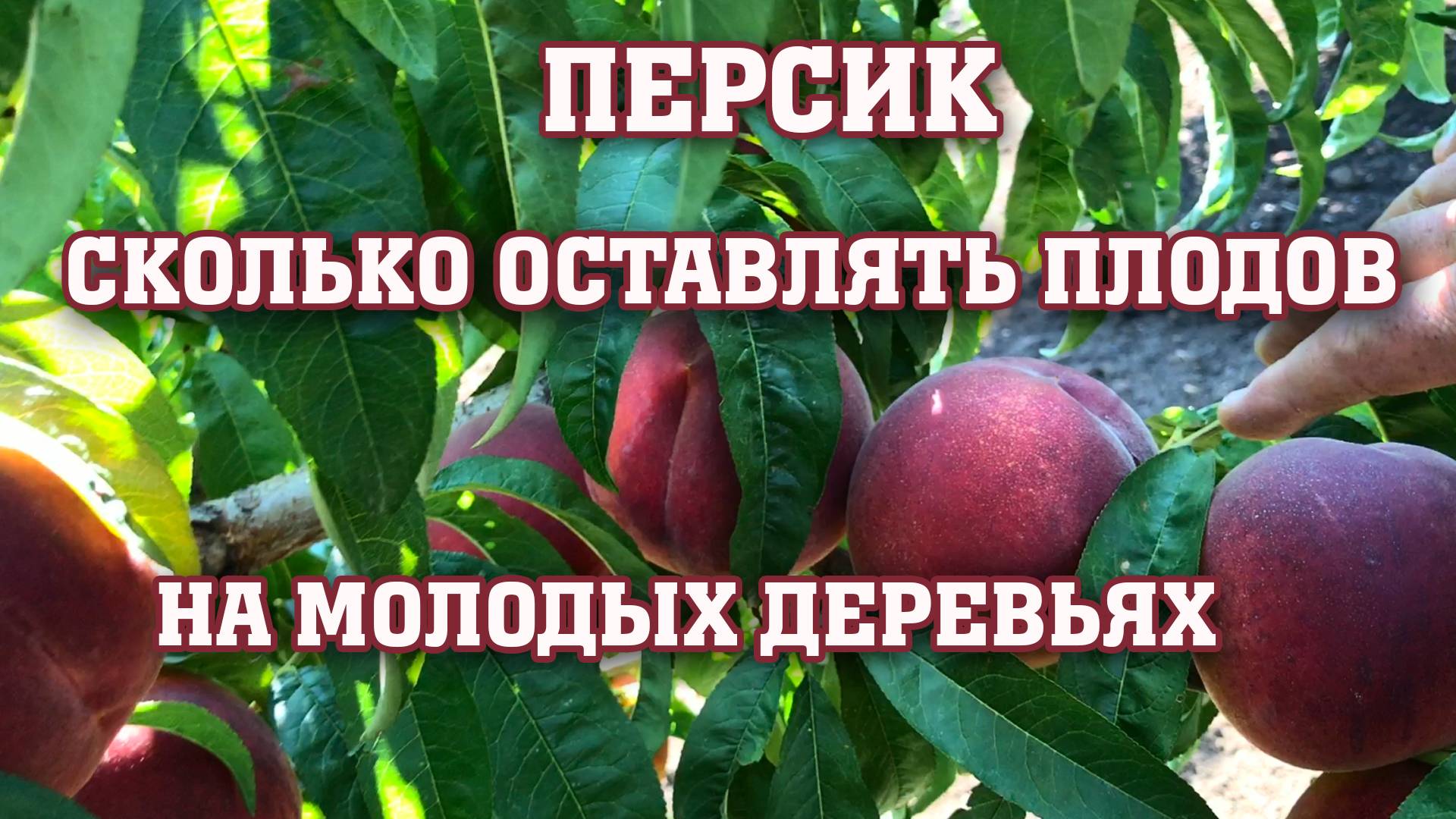 Сколько плодов оставлять на молодых деревьях??? Сорт Свит Дрим