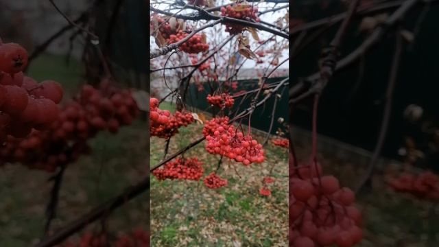 Осень на мягких лапках