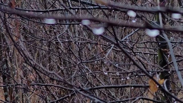 В каплях осенних ... ВИДЕОПОЭЗИЯ. Читает автор А. Шведун. Видео, монтаж О. Дзиов