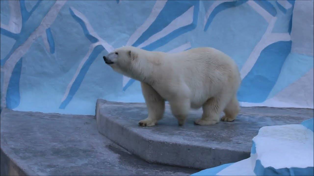 Гердочка после ремонта вернулась в свой вольер 18.10.2024