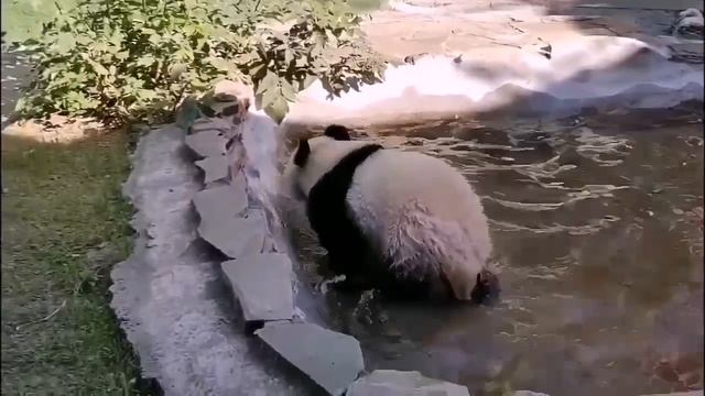 🐼Панда Катюша стала главной звездой онлайн-трансляций Московского зоопарка🐼