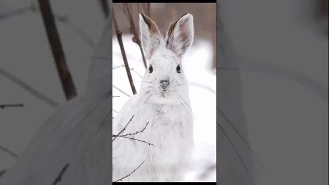 Зимний Белый Кролик: Мастер Акустики в Снежной Тишине