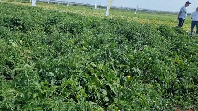 Томат для открытого грунта СВ 8033, лидер по урожайности и количеству сборов.