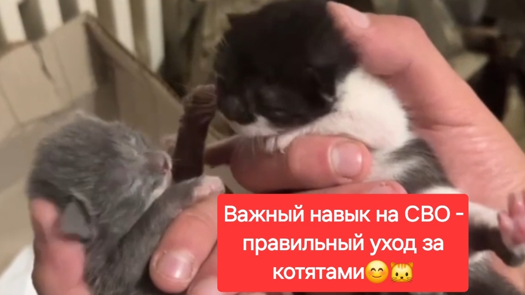 Важный навык солдата - правильный уход за котятами🐱