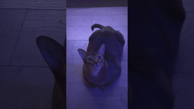 Хвост  #cat #abyssiniancat #austin