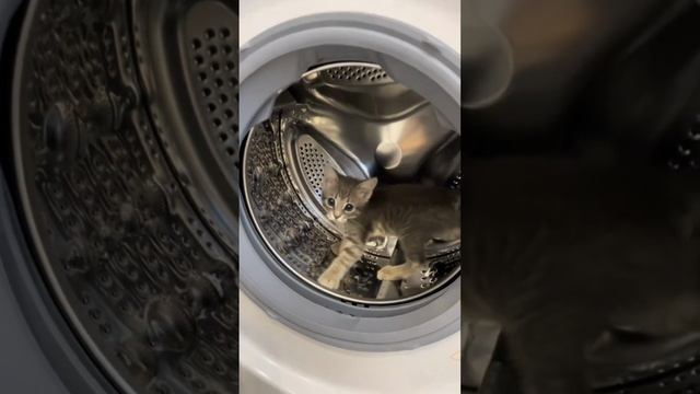 котик спортик 🐱
