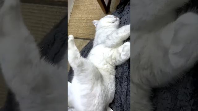 котики