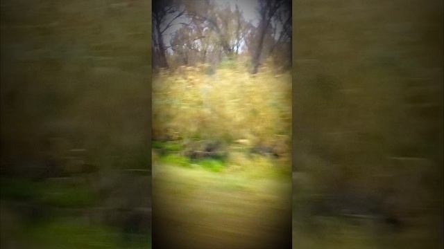 название съели коровы