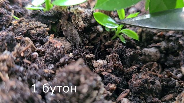 Боэтика 15