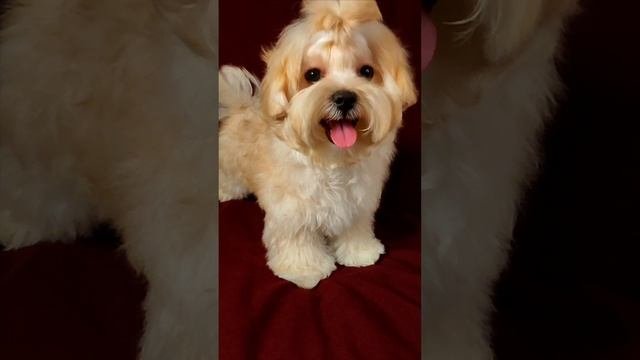 1000835032.mp4