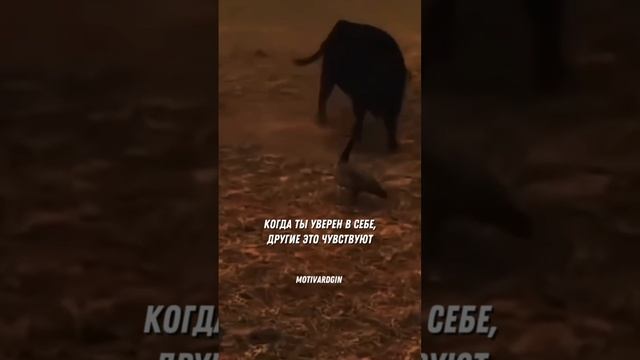 Верь в свои силы