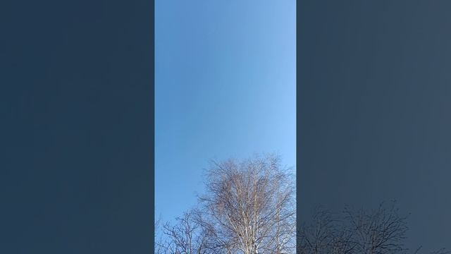 Новое видео полет турманов