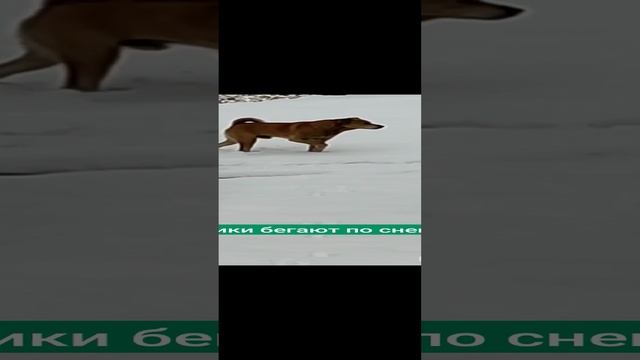 Песики бегают по снегу🐶❄❄❄