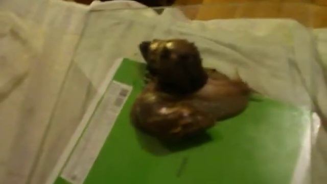 Родила улитка Ахатин ! Карамелька стала мамой !