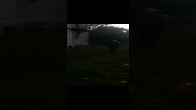 EASY ARABIC.Арабский легко!🐪 EgyptianArabic🐫 Египетский диалект 🐪 Breakfast of cats Завтрак кошек