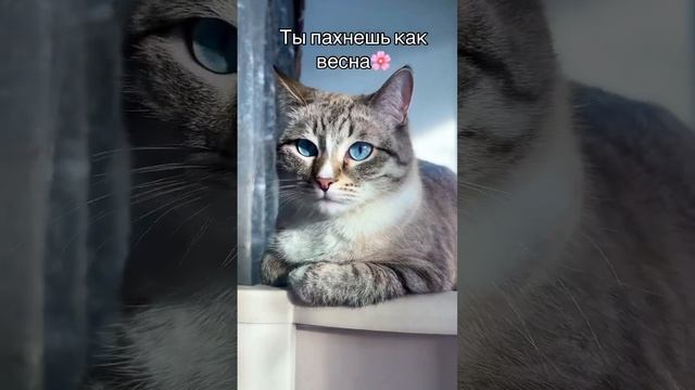 Всех с первым днем Весны! Ричард счастлив❤️#котенок #животные #котейка #catlover #catlovers #cat