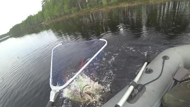 На избу на рыбалку / щуки на кружки