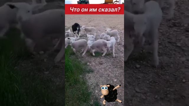Video.Guru_20241019_012031258.mp4