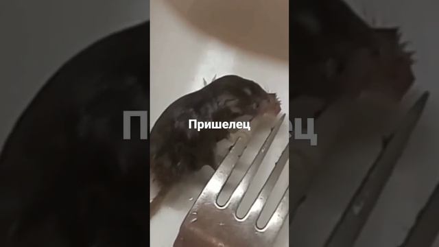 Пришелец