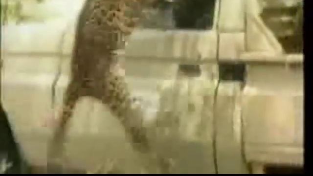 Re: Jaguar vs Anaconda - a deadly fight! on secrets-of-cats.com