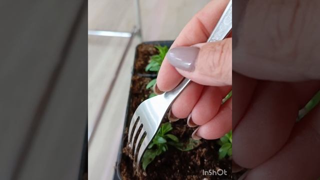 Рыхлим и вносим "Мухоед"