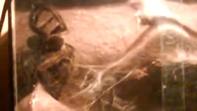 Psalmopoeus Cambridgei