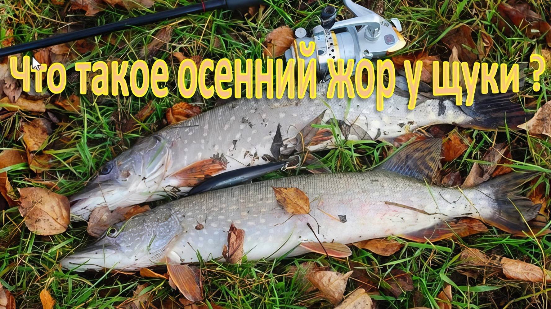 Что такое осенний жор у щуки