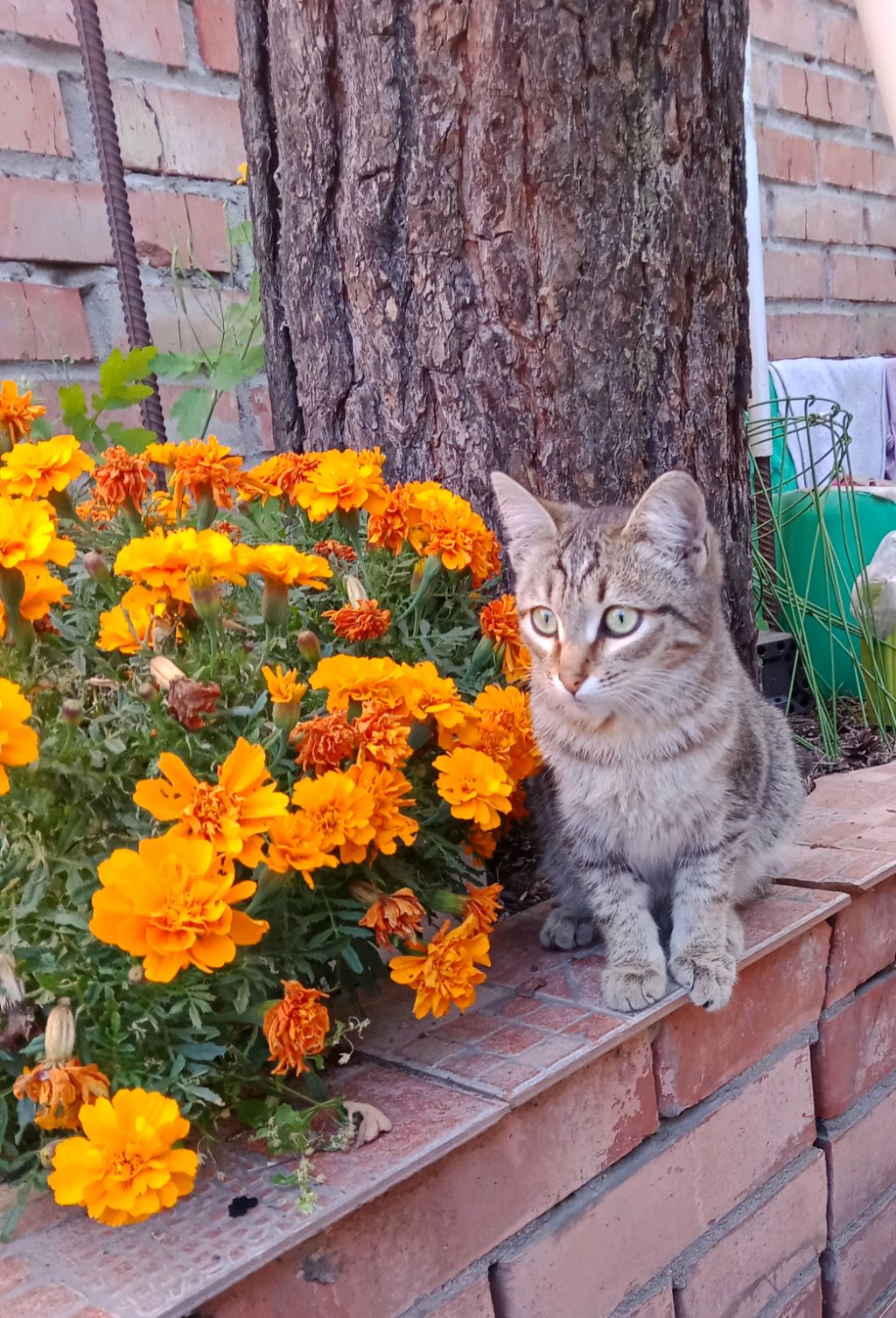 ваня