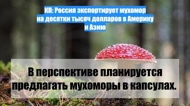 КП: Россия экспортирует мухомор на десятки тысяч долларов в Америку и Азию