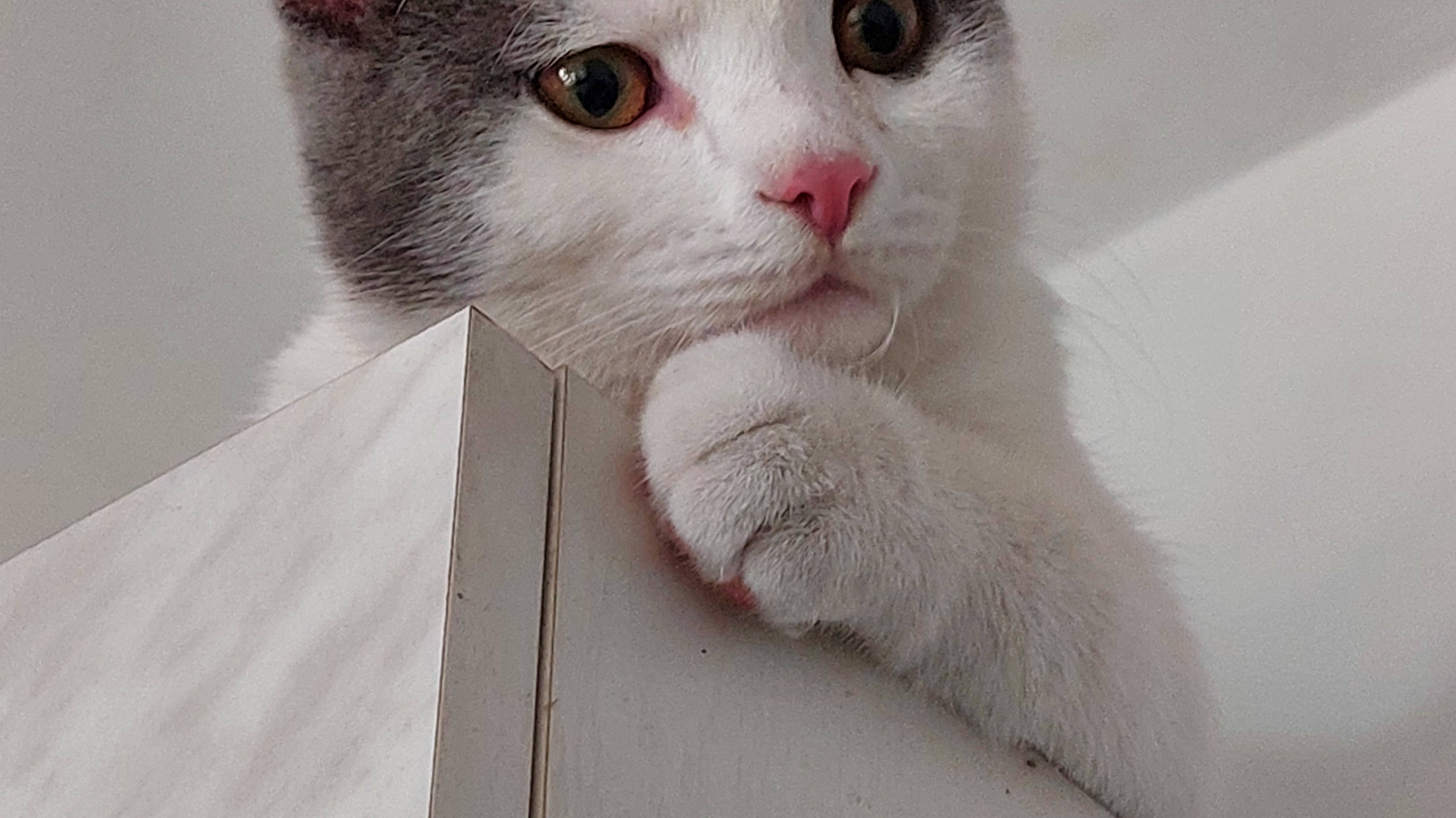 Кот Кабанчик 7 месяцев