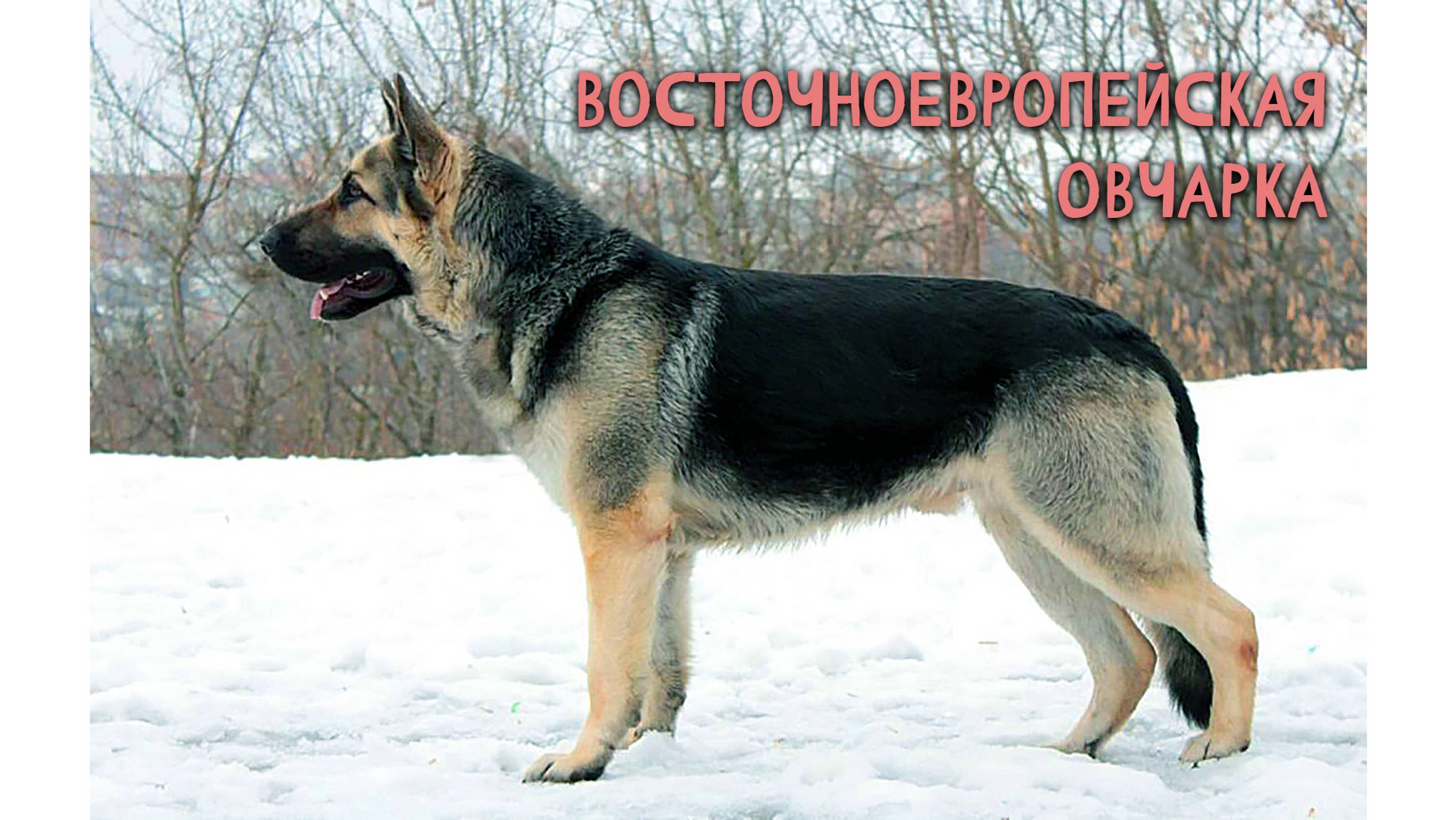 Восточноевропейская овчарка (ВЕО) в деле (от 15.06.2015)