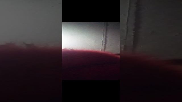 собака чуть не сбежала
