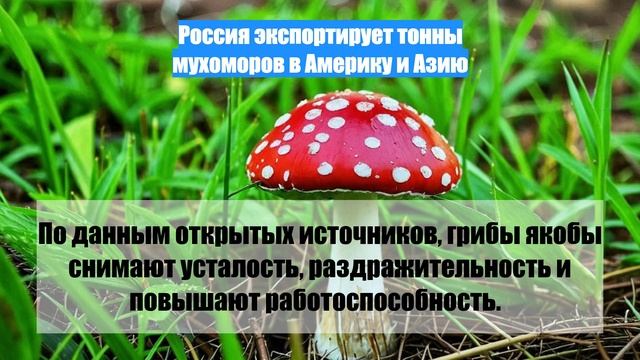 Россия экспортирует тонны мухоморов в Америку и Азию