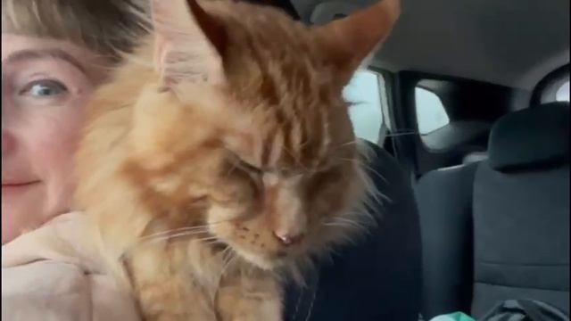 Путешествие на машине с мейн-куном 🚘😽