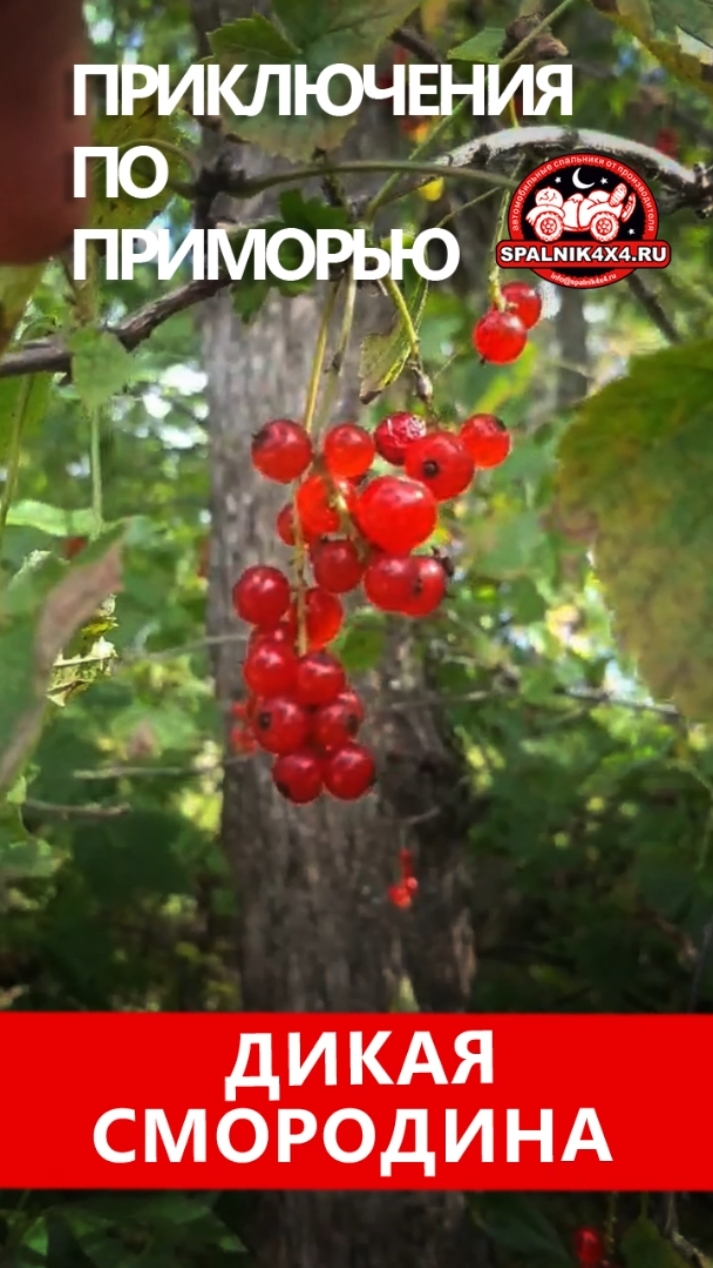 Вкусняшки 🍒 Дальневосточной тайги. Осеннее автопутешествие по Приморью.  #spalnik4x4