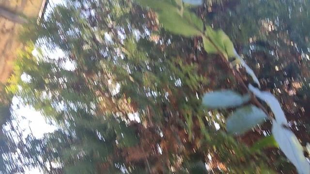 VID_20241019_134432.mp4