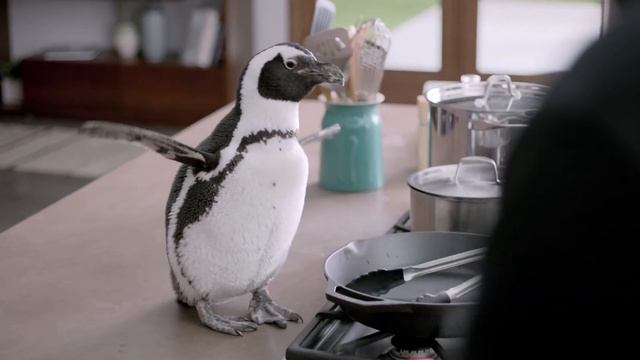 Cute penguin gives Mac security advice - Norton™ Internet Security for Mac®