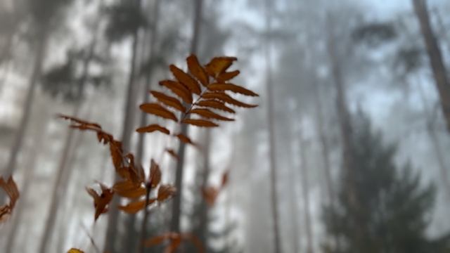 🍂 Туманное утро в лесу