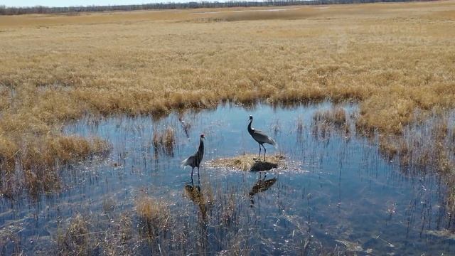 Программа "Специальный репортаж". Среда обитания