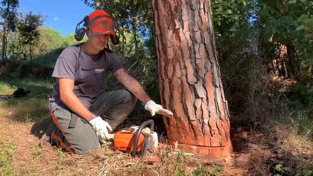 CÓMO CORTAR UN ÁRBOL con [MOTOSIERRA] 🌲