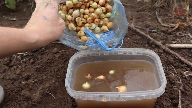 Сажаю лук севок только осенью! 3 жирных плюса такой посадки заставят вас делать также из года в год.