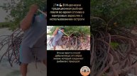В Индонезии традиционная рыбная ловля во время отлива в мангровых зарослях с использованием остроги🔱