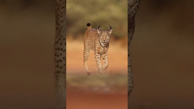 Иберийская рысь 🐾