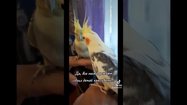 Попугайчик Гошка ❤ 🦜 корелла любимые_питомцы