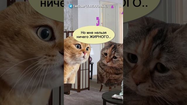 Кекс диета #мыкотики #вмем #разговор #анекдот #шутки #кот #юмор #смешное #прикольно #мемы #cat