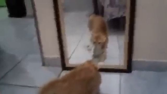 Y2mate.mx-Кот и зеркало. Cat and the mirror.mp4