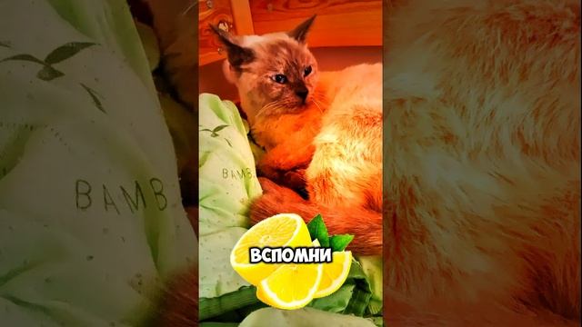 Лимон 🍋