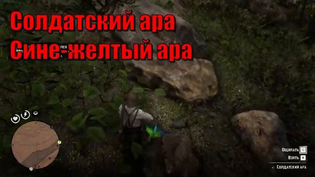 Пропускаемые животные Гуармы в Red Dead Redemption 2