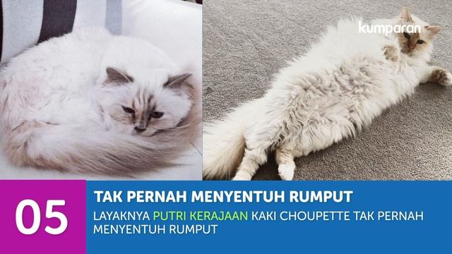 10 Fakta Menarik Choupette Kucing Kesayangan Karl Lagerfeld