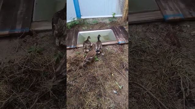 Разведение подсадных уток. Начало.